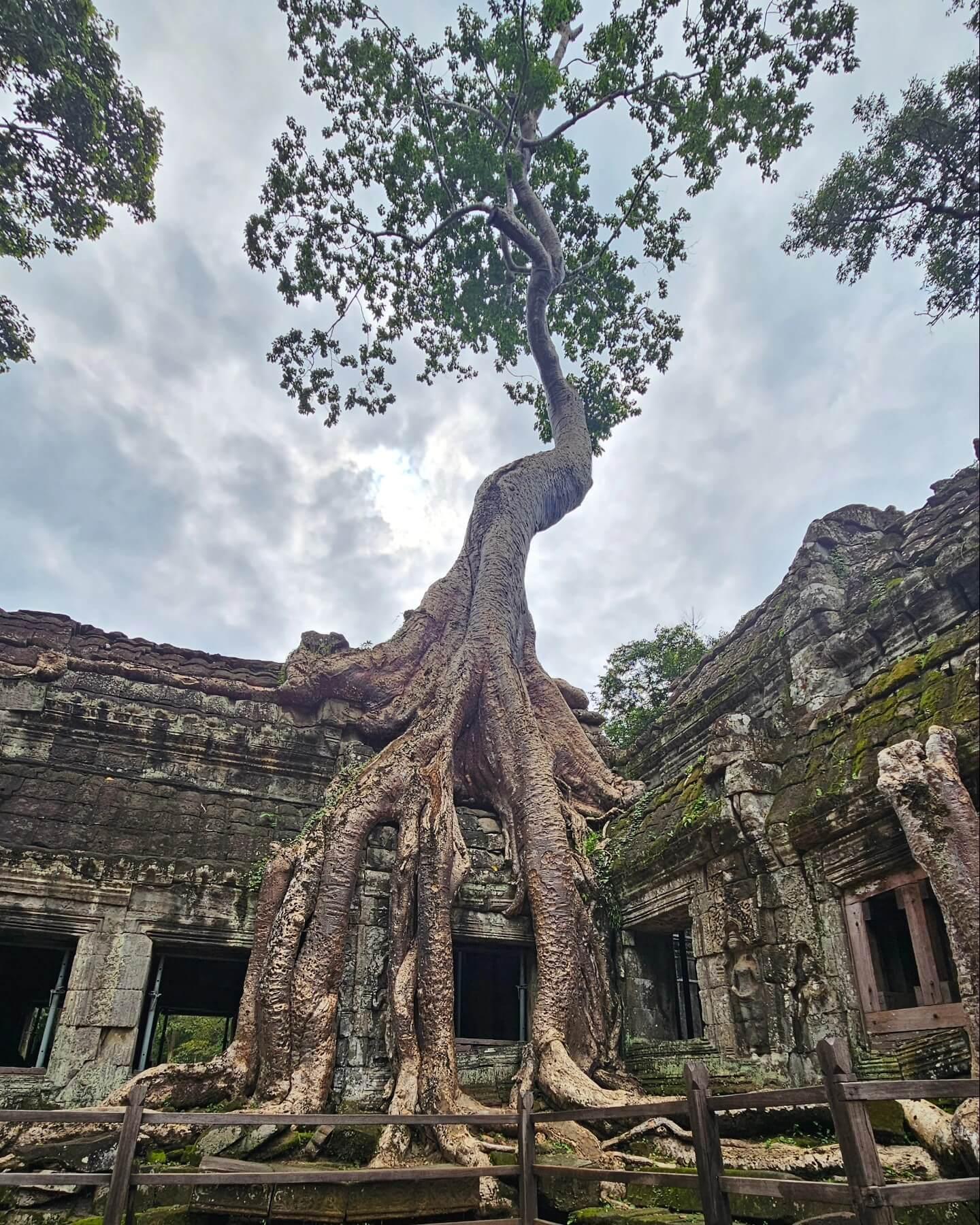 Exploring Ta Prohm Temple: A Must-See Spot in Angkor