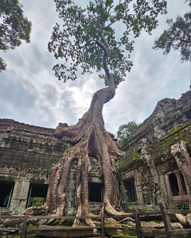 Exploring Ta Prohm Temple: A Must-See Spot in Angkor